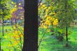 Autumn in the Park 