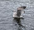 gray seagull 