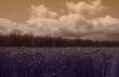 Grain and cherry trees
