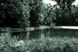 The pond