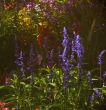 Dreamlike flowerbed