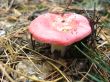 mushroom in the forest