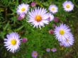 The flowers of blue beautiful asters