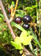 Berries of a black currant