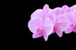 The beautiful orchid