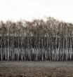 Birches