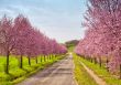 Peach flowers