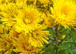 Chrysanthemums