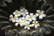 Frangipani flowers and stones in SPA