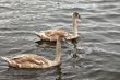 Two swans swimming together