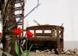 Red tulips