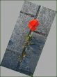 Corn poppy