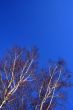 Birch branches