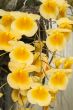 yellow orchids