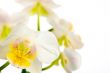 White orchids with blurred background