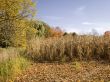 corn field 
