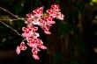 ornate red and pink flowers
