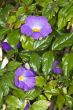 purple flower