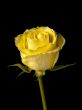 Yellow Single Stemmed Rose on Black Background