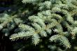 pine close up