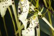 spiky orchids