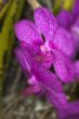 violet orchid