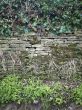 wall with moss and plants