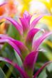 Purple Tropical Flower