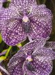 vanda coerulea