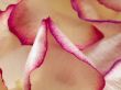 peach rose petals with pink and purple edges
