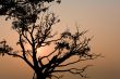 tree silhouette