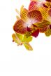 Red and yellow orchids on whte background