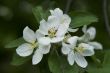 white apple blossoms