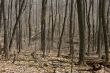 trees with no leaves