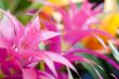 pink tropical plants