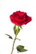 red rose upright