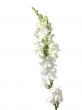 white flowers