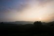 Tea Fields at Sunset