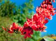 vivid orange petals