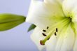 White Lily With Bulb