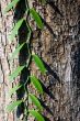 A Perfect Vine