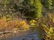 flowing creek  with trees