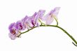 side view of long orchid branch