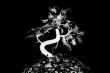 black and white plant