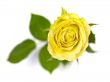 Yellow Rose with Leaves