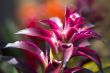 purple flower in the sunlight