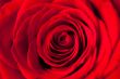 Red Rose Shot Up Close