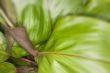 tropical leaf close up