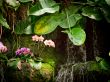 small orchid waterfall