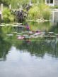 water lily in pond